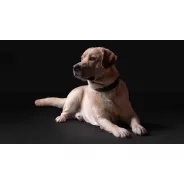 Purina Pro Plan felnőtt száraz kutyaeledelek  
