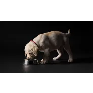 PRO PLAN kölyökkutya eledelek