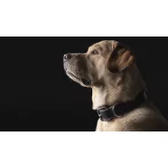 Purina PRO PLAN idős  száraz kutyaeledelek